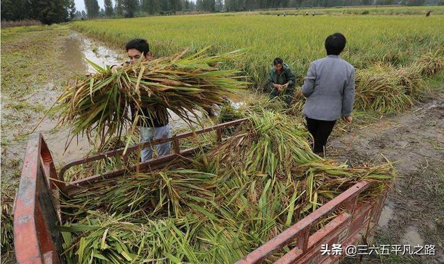 下雨能不能种水稻(下雨能不能种水稻呢)