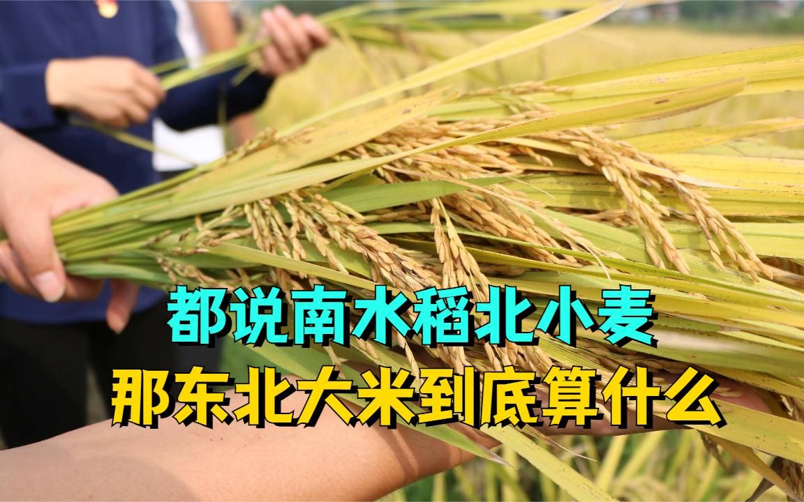 大米跟水稻哪个好(大米和水稻是什么关系)