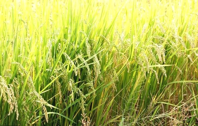 寒水稻温水稻(寒地水稻高产栽培技术视频)