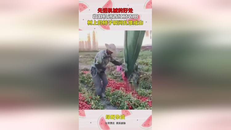 西红柿收割机(西红柿收割机多少钱一台)