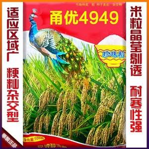 杂交水稻高产种子(高产杂交水稻种子介绍)