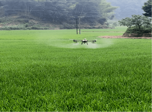 宜宾抗寒水稻(宜宾抗寒水稻种植基地)