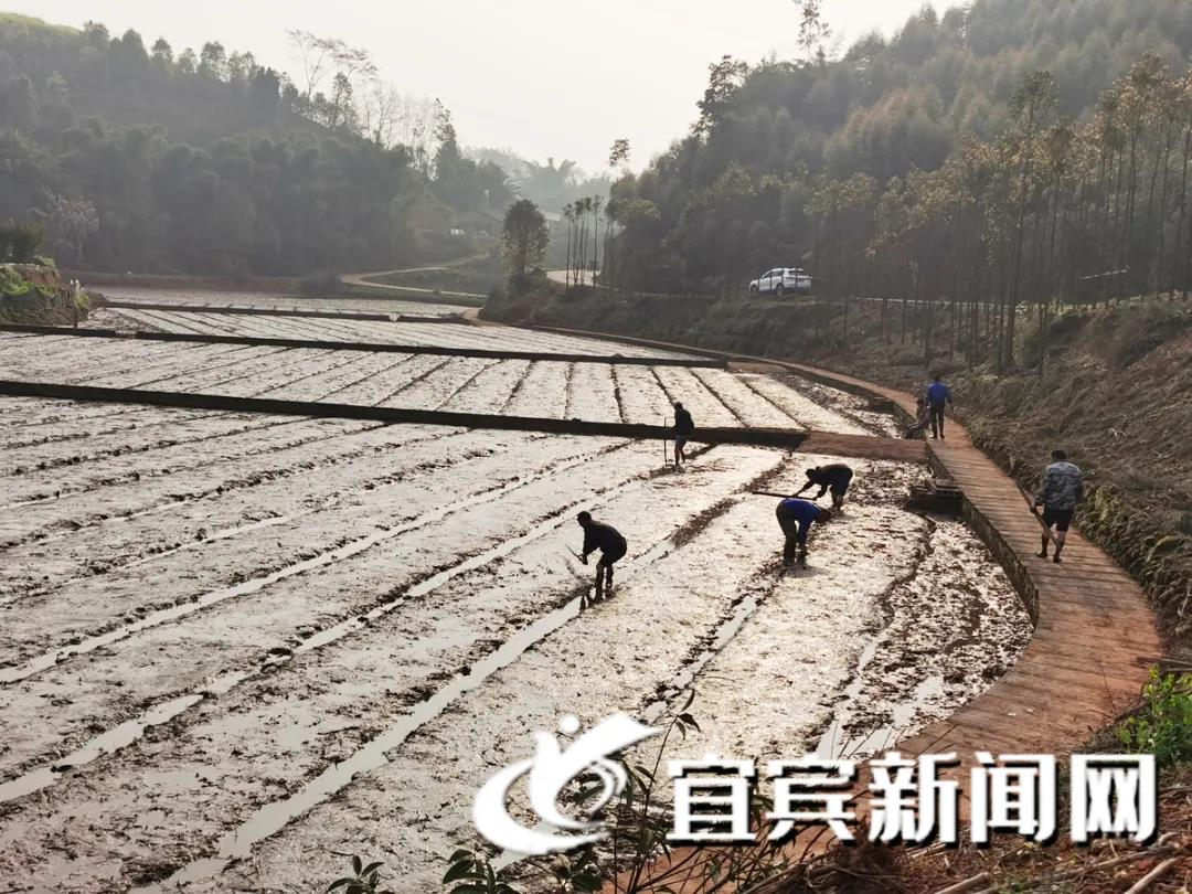 宜宾抗寒水稻(宜宾抗寒水稻种植基地)