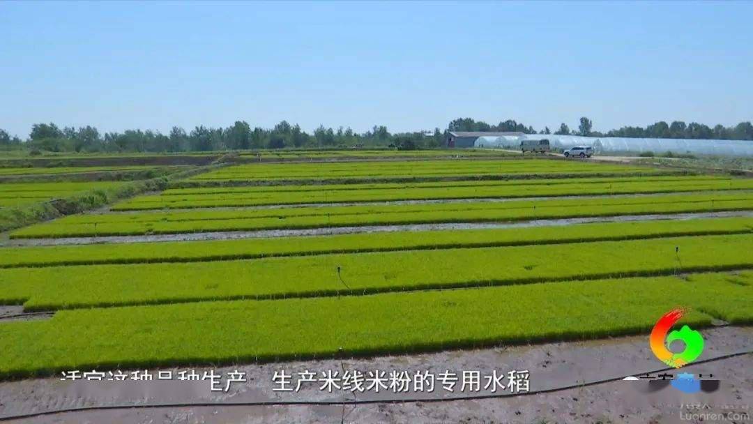 粮食企业存在的问题和建议(粮食企业存在的问题和建议怎么写)