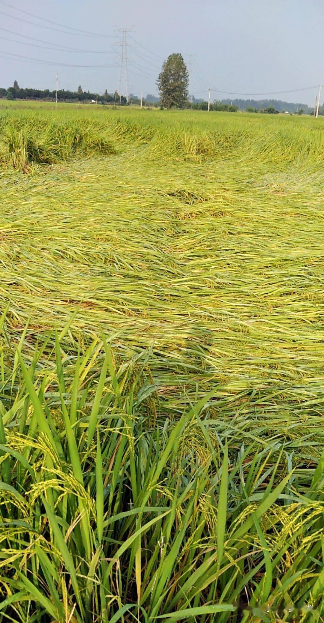 水稻倒伏农药(水稻倒伏农药怎么办)