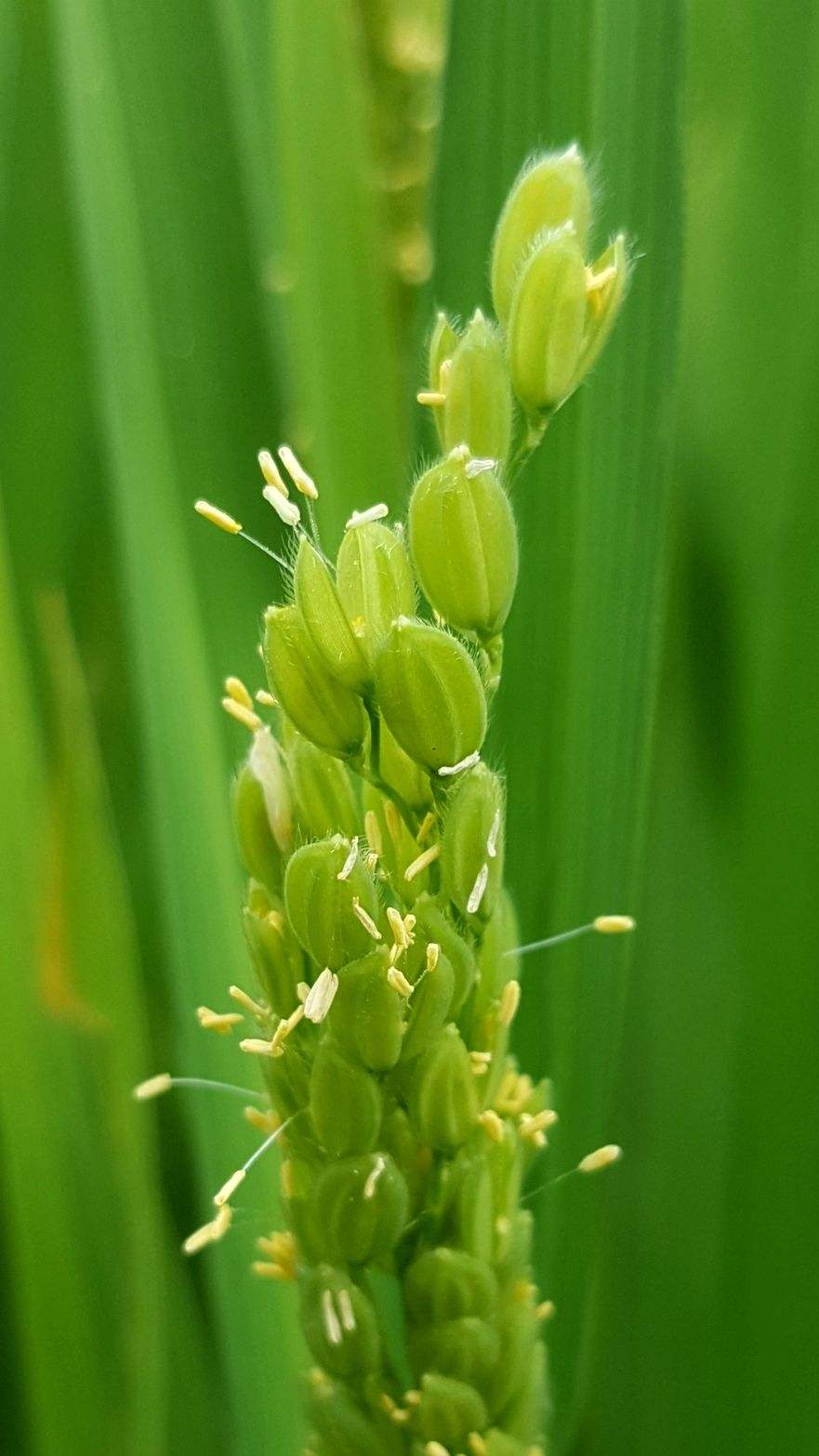 水稻花分解图(水稻花分解图怎么画)