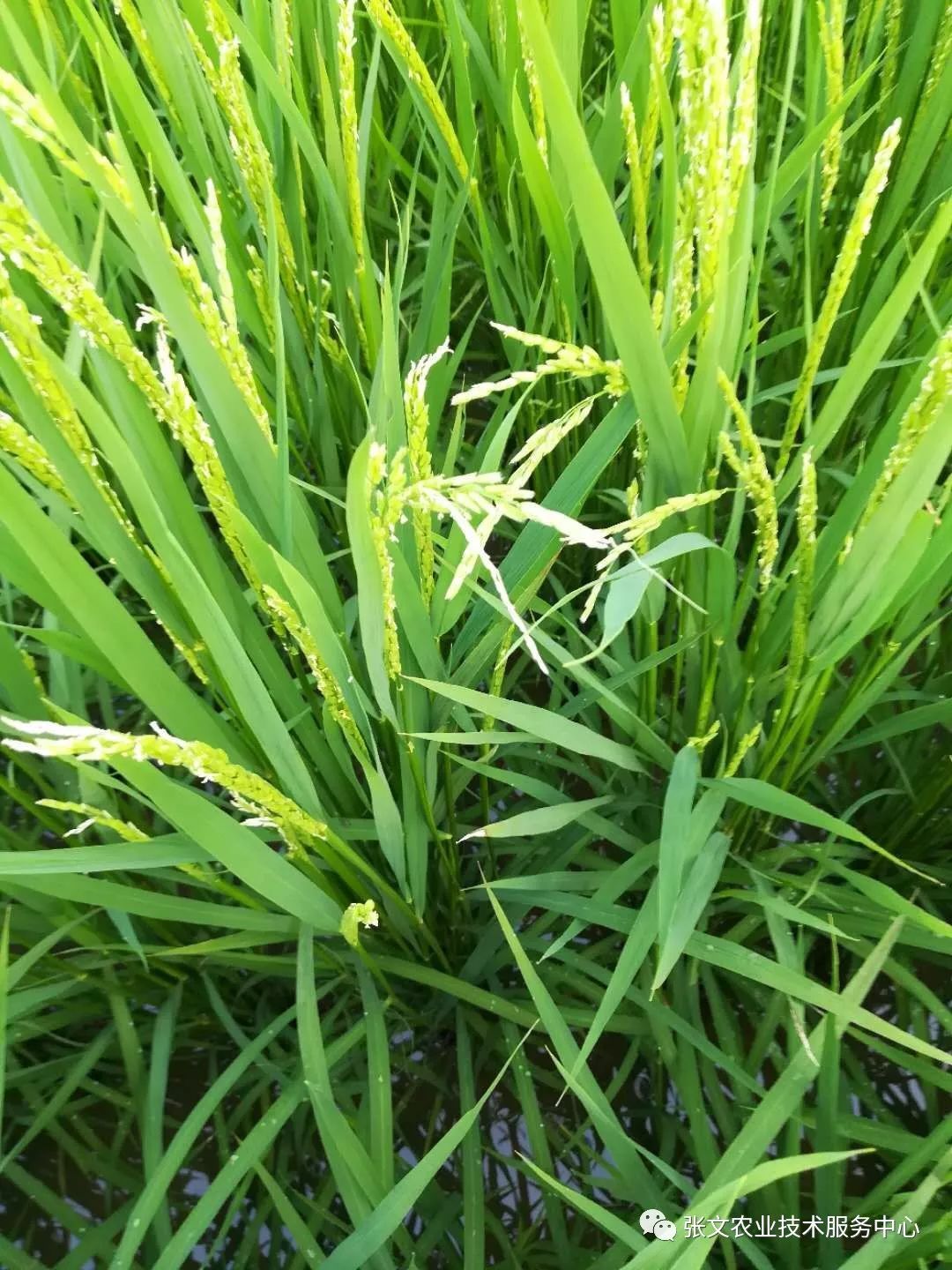 水稻花分解图(水稻花分解图怎么画)