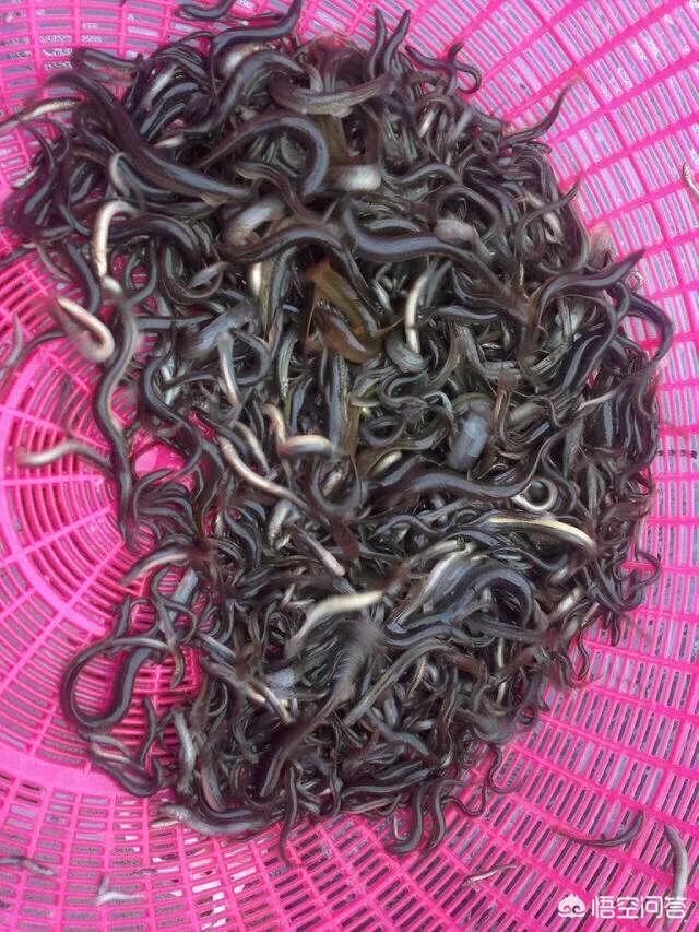 水稻泥鳅共生(水稻泥鳅共生养殖的意义)