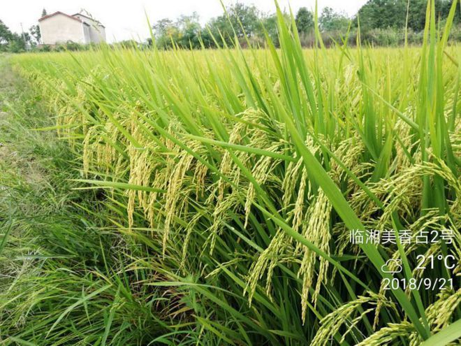 壤土适合水稻吗(壤土适合什么农作物生长)