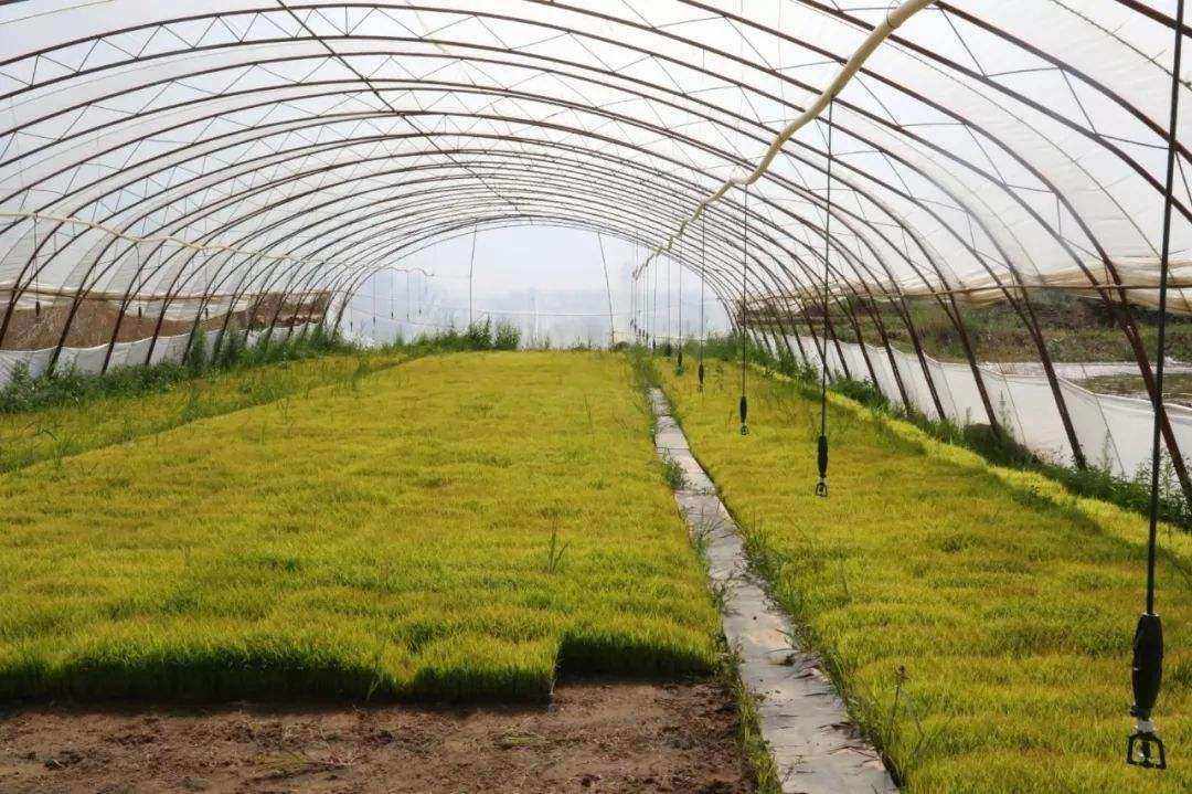 盐碱地可种水稻吗冬天(盐碱地种水稻用什么肥料好)