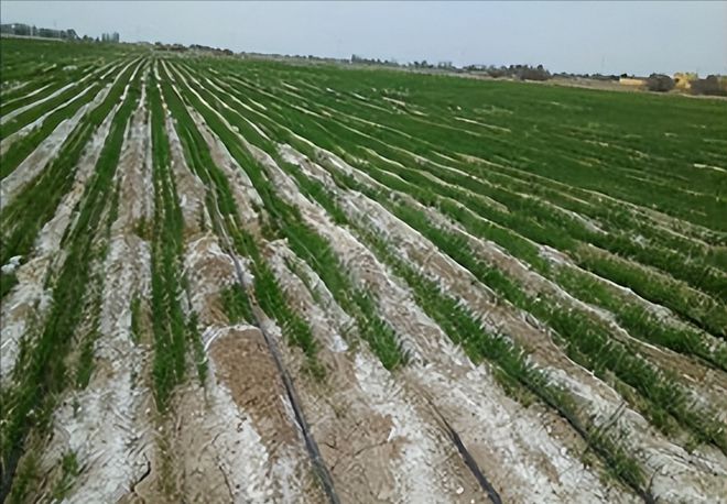盐碱地可种水稻吗冬天(盐碱地种水稻用什么肥料好)