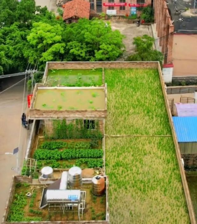 水稻屋顶(屋顶种水稻)