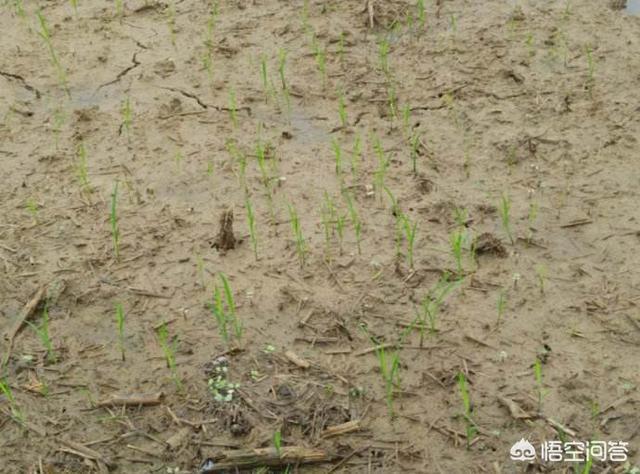 水稻除草不伤(水稻除草用什么药)
