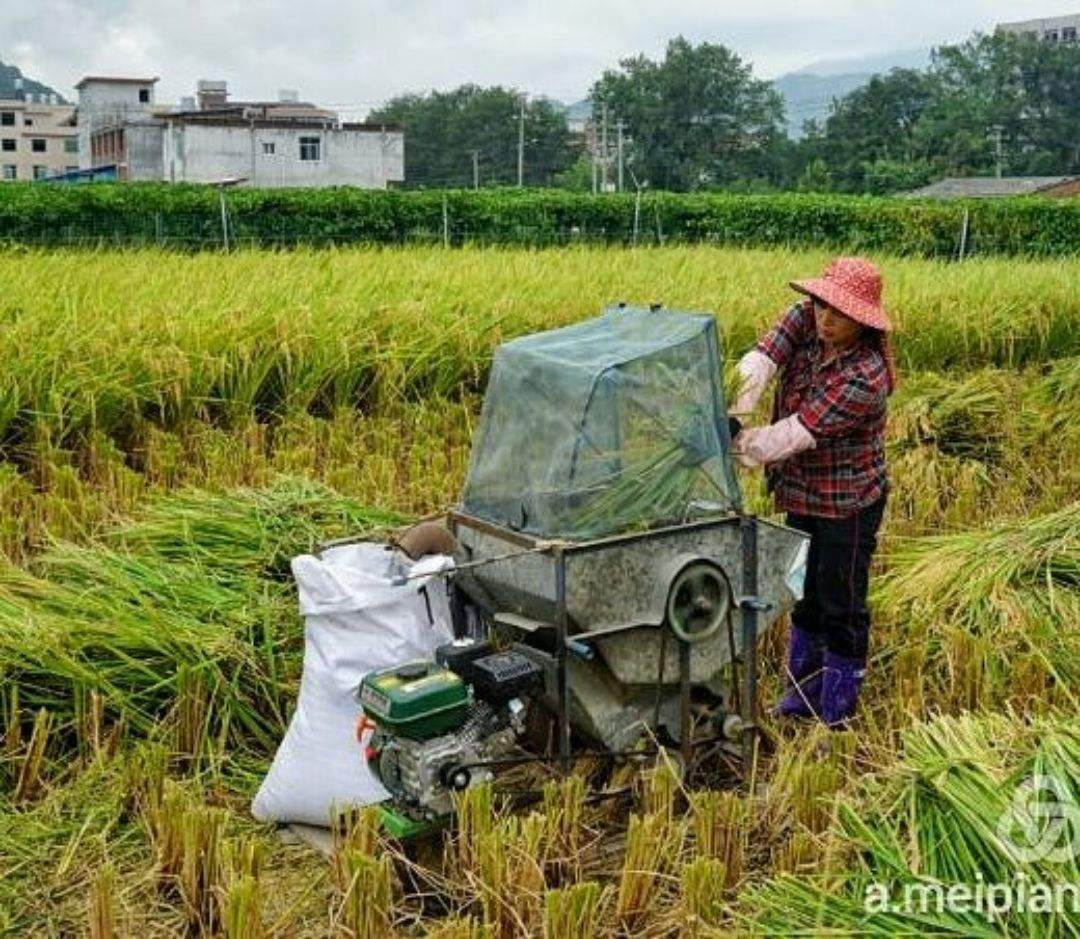 水稻收割几次(水稻收割后还会再长吗)