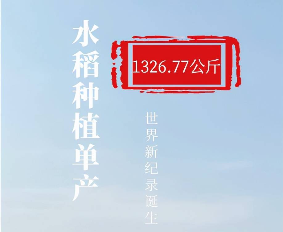 水稻创新918简介(水稻919生长期是多少天)