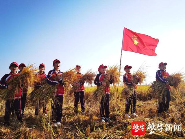 收割水稻社会实践(收水稻实践活动心得)