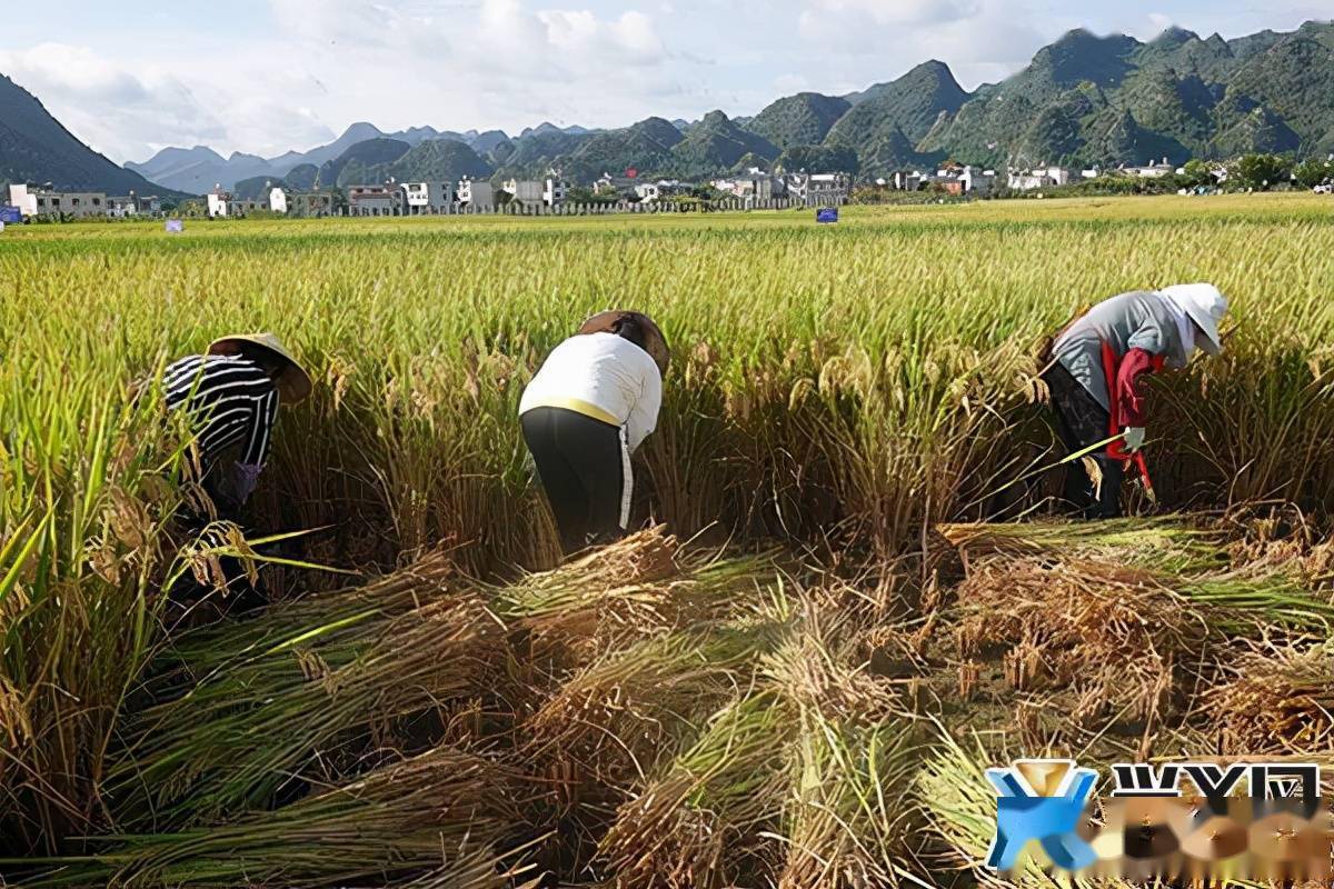 菏泽高产水稻(菏泽高产水稻种植面积)