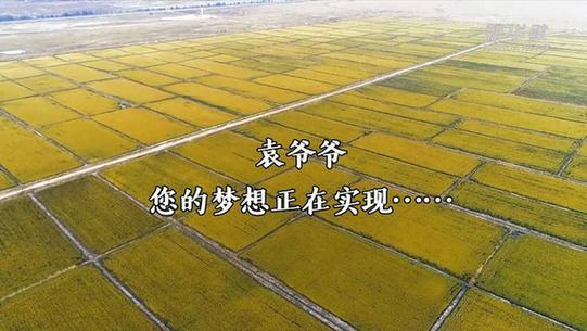 海水稻袁隆平(袁隆平的海水稻是什么意思)