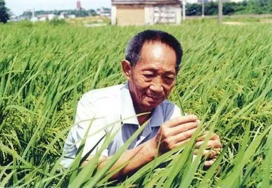 海水稻袁隆平(袁隆平的海水稻是什么意思)