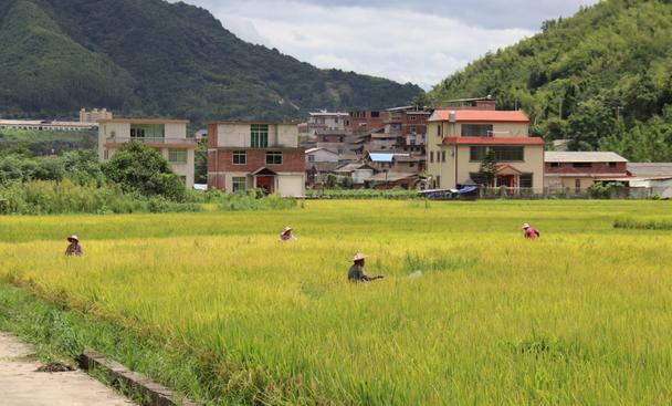 农村水稻加水(农村水稻加水多少钱)