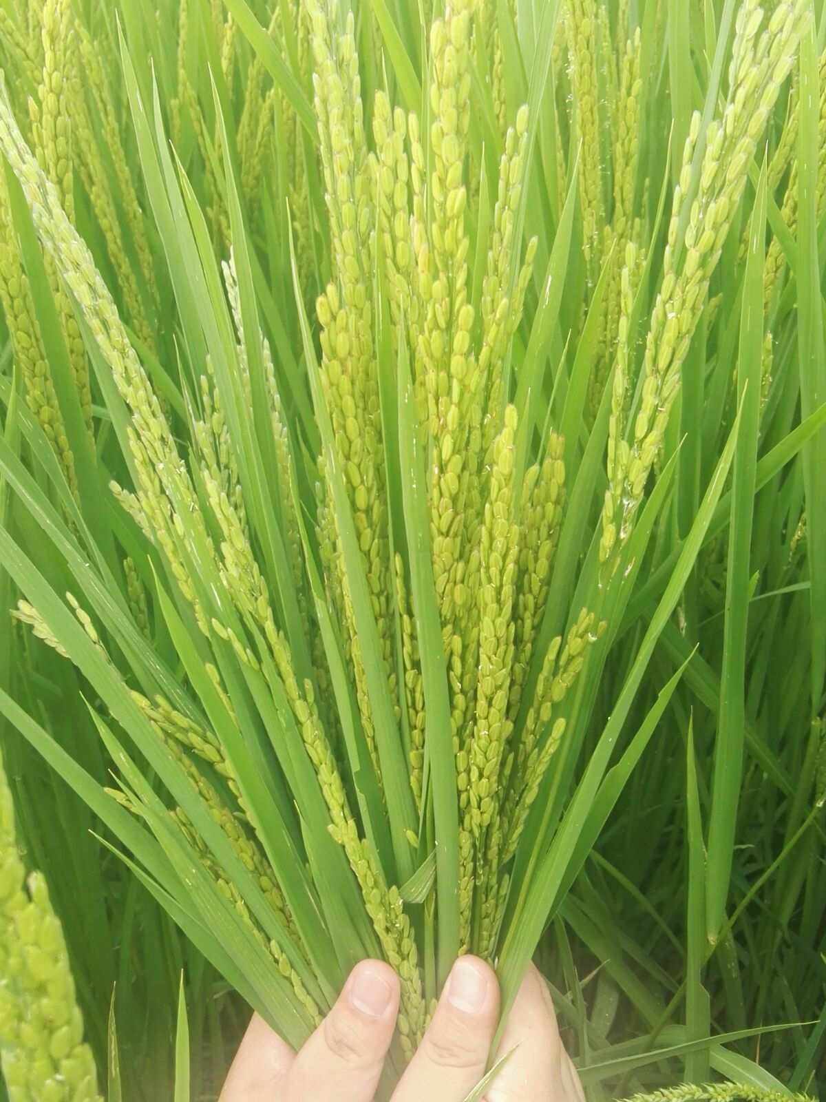 寿北水稻(寿县水稻什么时候收割)