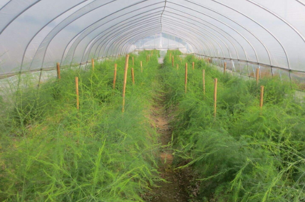 芦笋对复合肥的要求(芦笋专用肥多少钱一袋)