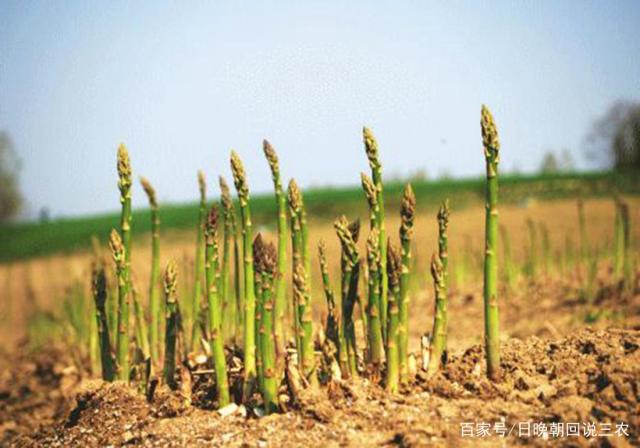 芦笋对复合肥的要求(芦笋专用肥多少钱一袋)
