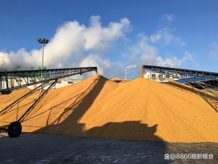 东北地区粮食企业排名榜(东北地区粮食企业排名榜前十名)
