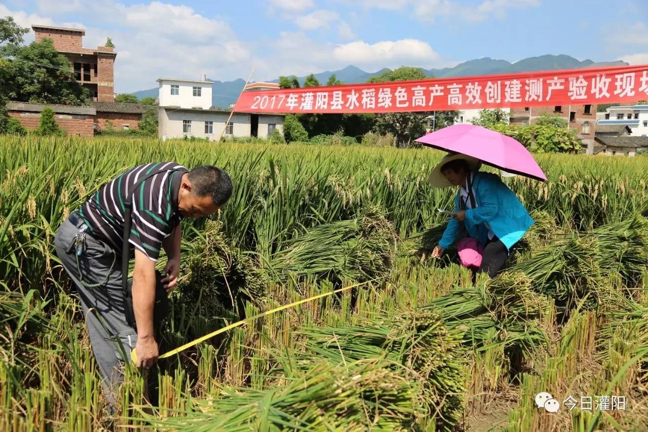 四川凉山一年种几次水稻(四川大凉山适合种什么水果)