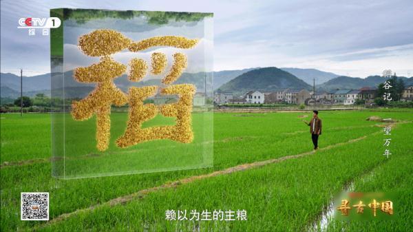 世界水稻最大国家排名榜(世界水稻最大国家排名榜前十名)