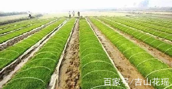 旱地水稻保险(水稻保险赔偿范围)