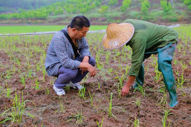 旱地水稻保险(水稻保险赔偿范围)
