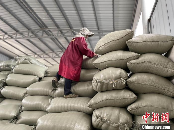 水稻收购商视频(水稻收购价格是多少)