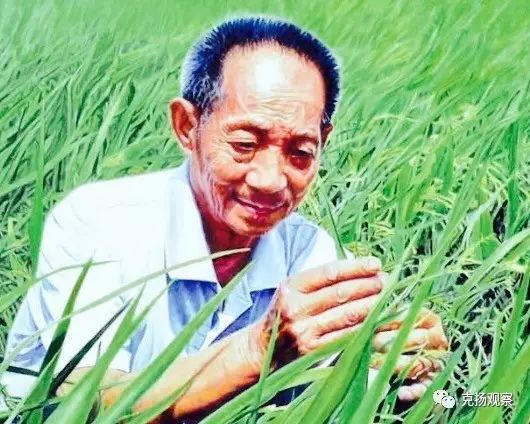 杂交水稻用英语咋说呢(杂交水稻用英语咋说呢怎么写)