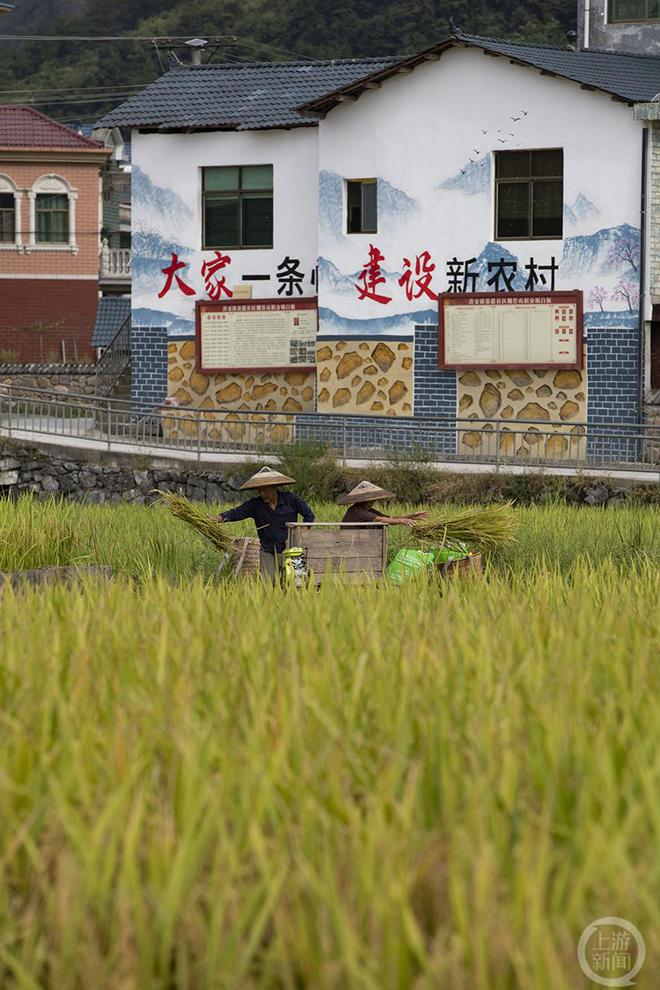 秀山最贵水稻(秀山盛产什么水果)