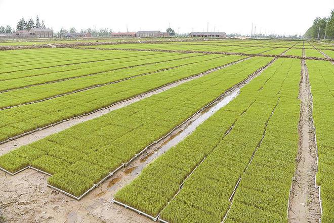 水稻农场育种技术规范(水稻农场育种技术规范最新版)