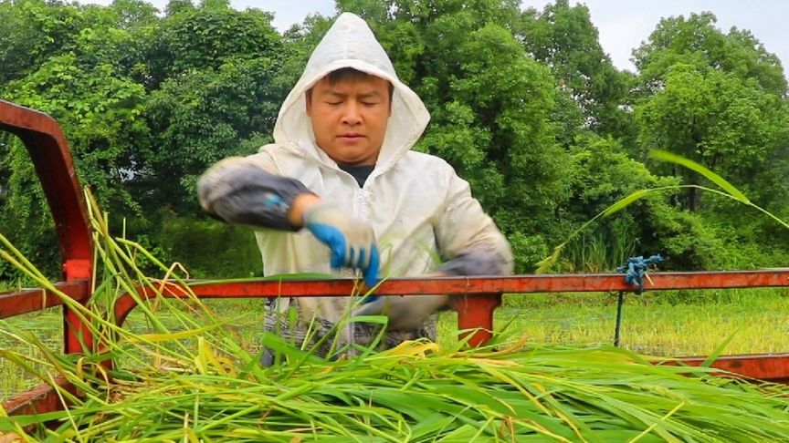 水稻米能喂牛吗(水稻一起喂牛好不好)
