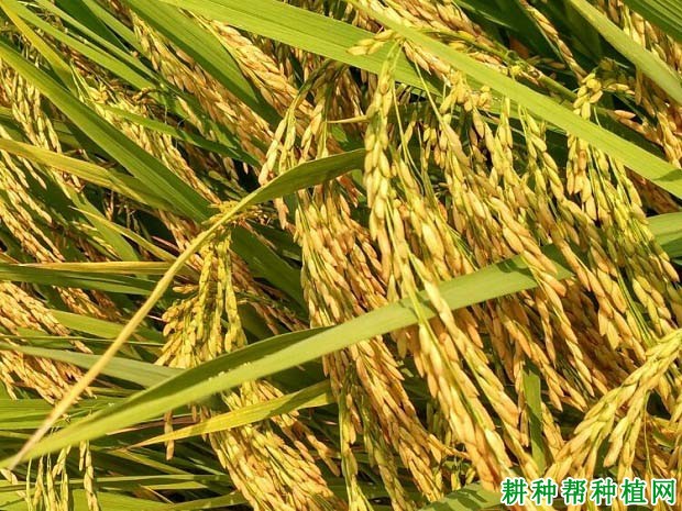 校门口种水稻好不好(校门口种水稻好不好呢)