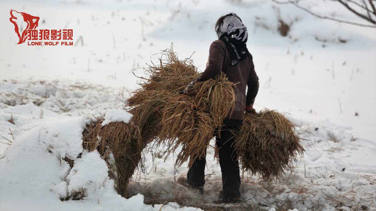 大雪对水稻有没有影响(大雪对农作物的好处是什么)