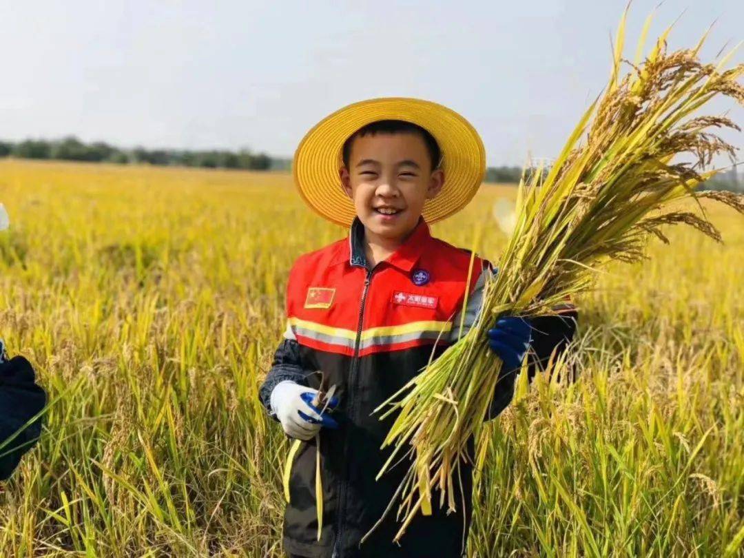 水稻主题衣服(水稻主题网络图)