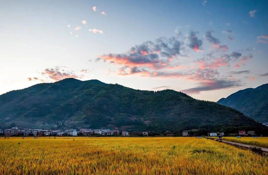 巫山水磨村水稻(巫山水磨村水稻种植)