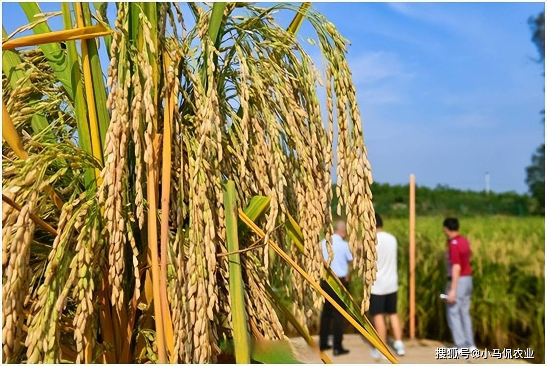 中国超级水稻产量多少斤(中国超级水稻产量多少斤以上)