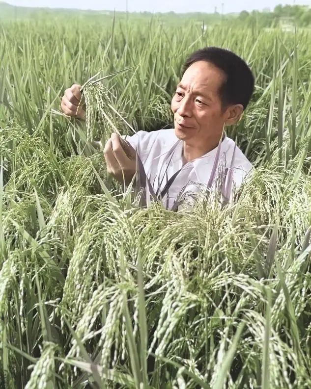 水稻之父种水稻是什么样子(水稻之父种水稻是什么样子的图片)