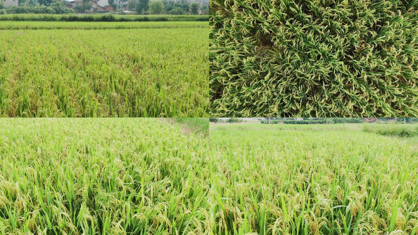 种菜视频水稻(种水稻的视频直播)