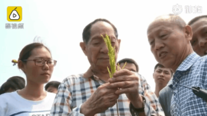 袁农平杂交水稻之父英文(袁隆平被称作杂交水稻之父的英文)