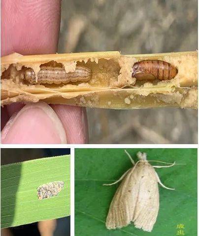 水稻卷叶螟钻心虫防治(防治水稻卷叶螟虫用哪些农药好)
