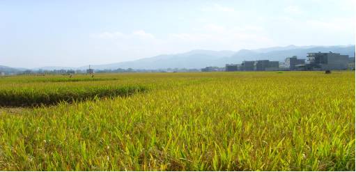巫溪和平水稻考察(重庆市巫溪县土城镇和平村)