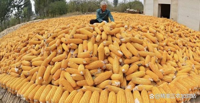 水稻玉米什么时候成熟最好(水稻玉米什么时候成熟最好呢)