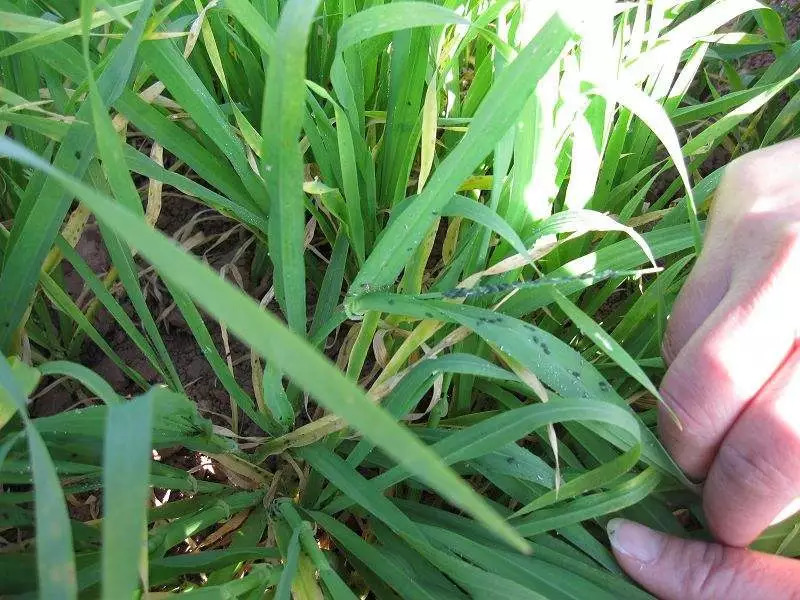 水稻怎么除虫最好(水稻怎么除虫最好视频)