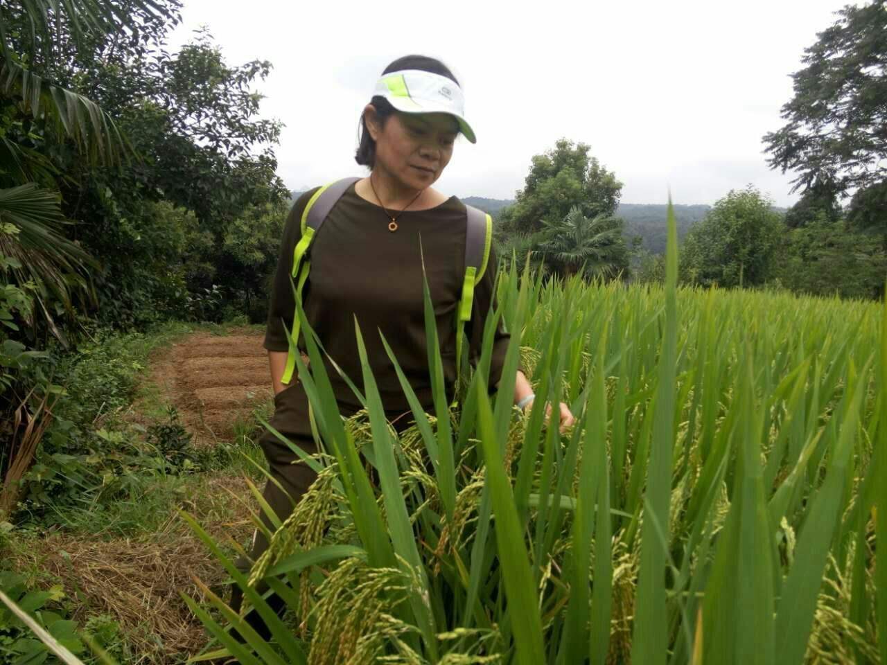 水稻田种到山顶上好不好(水稻田种到山顶上好不好呀)